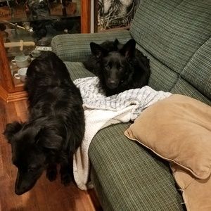 Meet your Posher, Susan